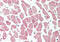 VPS29 Retromer Complex Component antibody, ARP56858_P050, Aviva Systems Biology, Immunohistochemistry paraffin image 