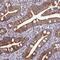 Mitochondrial Ribosomal Protein S12 antibody, PA5-61318, Invitrogen Antibodies, Immunohistochemistry paraffin image 