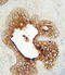 Lymphocyte Activating 3 antibody, abx033099, Abbexa, Immunohistochemistry paraffin image 