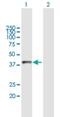 Asialoglycoprotein Receptor 2 antibody, H00000433-B01P, Novus Biologicals, Western Blot image 