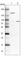 DExH-Box Helicase 29 antibody, HPA038318, Atlas Antibodies, Western Blot image 