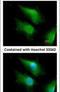 Forkhead Box O4 antibody, PA5-28927, Invitrogen Antibodies, Immunofluorescence image 