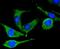 Protein Tyrosine Kinase 2 Beta antibody, NBP2-67627, Novus Biologicals, Immunofluorescence image 