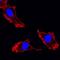 Integrin Subunit Alpha 3 antibody, MAB1345, R&D Systems, Immunofluorescence image 