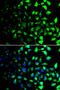 COP9 Signalosome Subunit 6 antibody, MBS9126431, MyBioSource, Immunofluorescence image 