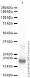 Midkine antibody, ab36038, Abcam, Western Blot image 