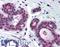 Cyclin Dependent Kinase 2 antibody, LS-B352, Lifespan Biosciences, Immunohistochemistry frozen image 
