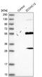 Zinc Finger CCHC-Type Containing 12 antibody, PA5-56615, Invitrogen Antibodies, Western Blot image 