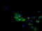 Cytochrome P450 Family 1 Subfamily A Member 2 antibody, TA501173, Origene, Immunofluorescence image 