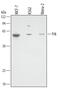 Fyn Related Src Family Tyrosine Kinase antibody, AF3766, R&D Systems, Western Blot image 