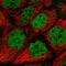 Interacts With SUPT6H, CTD Assembly Factor 1 antibody, HPA061866, Atlas Antibodies, Immunocytochemistry image 