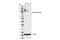 Solute Carrier Family 34 Member 2 antibody, 42299S, Cell Signaling Technology, Western Blot image 