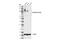 Sodium-dependent phosphate transport protein 2B antibody, 42299S, Cell Signaling Technology, Western Blot image 