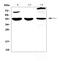 Interleukin 18 Binding Protein antibody, A07261-1, Boster Biological Technology, Western Blot image 