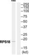 Ribosomal Protein S18 antibody, abx014095, Abbexa, Western Blot image 