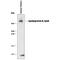 Apolipoprotein-B antibody, AF3556, R&D Systems, Western Blot image 