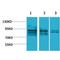 Aryl Hydrocarbon Receptor Nuclear Translocator antibody, LS-C387777, Lifespan Biosciences, Western Blot image 