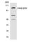 Dimethylglycine Dehydrogenase antibody, LS-C291884, Lifespan Biosciences, Western Blot image 