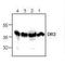 TNF Receptor Superfamily Member 25 antibody, orb96088, Biorbyt, Western Blot image 