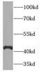 Hyaluronan And Proteoglycan Link Protein 4 antibody, FNab03754, FineTest, Western Blot image 