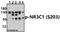 DNA Topoisomerase II Alpha antibody, A00953S1106, Boster Biological Technology, Western Blot image 