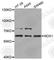 NADPH Oxidase 1 antibody, A8527, ABclonal Technology, Western Blot image 