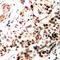 Nuclear Receptor Corepressor 2 antibody, LS-C368436, Lifespan Biosciences, Immunohistochemistry frozen image 