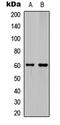 Ephrin B1 antibody, LS-C358470, Lifespan Biosciences, Western Blot image 
