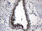 Zinc Finger Protein 705D antibody, LS-C792563, Lifespan Biosciences, Immunohistochemistry paraffin image 