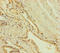 Zinc Finger Protein 71 antibody, LS-C398071, Lifespan Biosciences, Immunohistochemistry paraffin image 