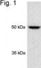 Proteasome 26S Subunit, Non-ATPase 4 antibody, PA1-966, Invitrogen Antibodies, Western Blot image 