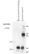 Collagen Type I Alpha 1 Chain antibody, NB600-450, Novus Biologicals, Western Blot image 