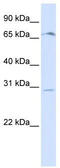 Olfactory Receptor Family 6 Subfamily C Member 75 antibody, TA336171, Origene, Western Blot image 