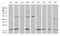 RNA Polymerase II Subunit H antibody, LS-C799739, Lifespan Biosciences, Western Blot image 