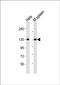 Lactose operon repressor antibody, orb345638, Biorbyt, Western Blot image 