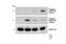 Protein Phosphatase 1 Regulatory Inhibitor Subunit 1B antibody, 2302S, Cell Signaling Technology, Western Blot image 