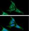 Calnexin antibody, GTX57717, GeneTex, Immunofluorescence image 