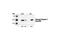 Caspase 7 antibody, 9491T, Cell Signaling Technology, Western Blot image 