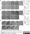 MHC class II-associated invariant chain antibody, MCA45FT, Bio-Rad (formerly AbD Serotec) , Flow Cytometry image 