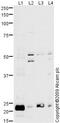 Peroxiredoxin 3 antibody, ab73349, Abcam, Western Blot image 
