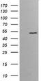 ETS Proto-Oncogene 2, Transcription Factor antibody, LS-C174294, Lifespan Biosciences, Western Blot image 