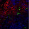 CD11b antibody, 101235, BioLegend, Immunohistochemistry frozen image 
