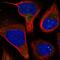 Spermine Synthase antibody, HPA029852, Atlas Antibodies, Immunocytochemistry image 
