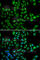 Lamin B2 antibody, A6483, ABclonal Technology, Immunofluorescence image 