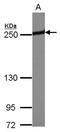 Periplakin antibody, NBP2-19775, Novus Biologicals, Western Blot image 