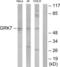 G Protein-Coupled Receptor Kinase 7 antibody, LS-C119170, Lifespan Biosciences, Western Blot image 