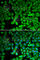 Nuclear Receptor Subfamily 4 Group A Member 1 antibody, A6676, ABclonal Technology, Immunofluorescence image 