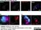 Trans-Golgi network integral membrane protein TGN38 antibody, AHP499G, Bio-Rad (formerly AbD Serotec) , Immunohistochemistry frozen image 