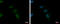 Zinc Finger And AT-Hook Domain Containing antibody, GTX122715, GeneTex, Immunocytochemistry image 