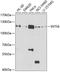 Integrator Complex Subunit 6 antibody, A07753, Boster Biological Technology, Western Blot image 